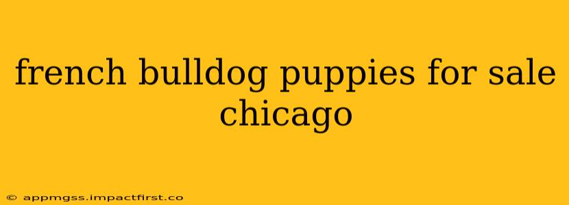 french bulldog puppies for sale chicago
