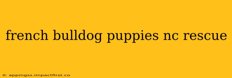 french bulldog puppies nc rescue