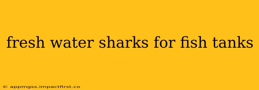 fresh water sharks for fish tanks