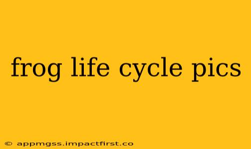 frog life cycle pics