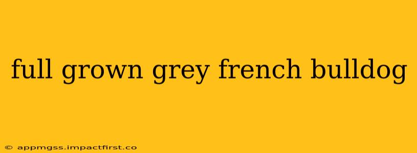 full grown grey french bulldog