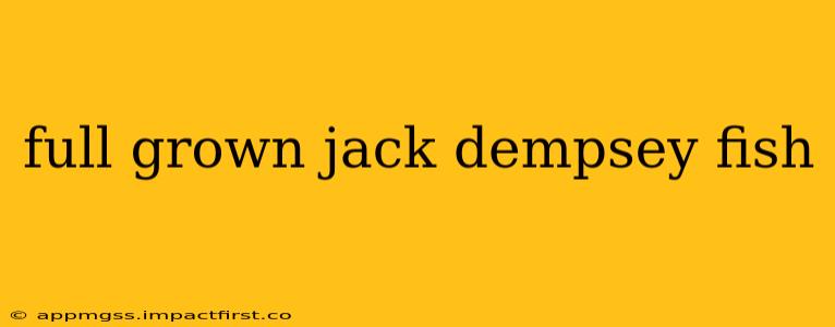 full grown jack dempsey fish