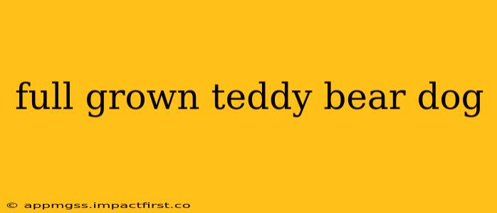full grown teddy bear dog