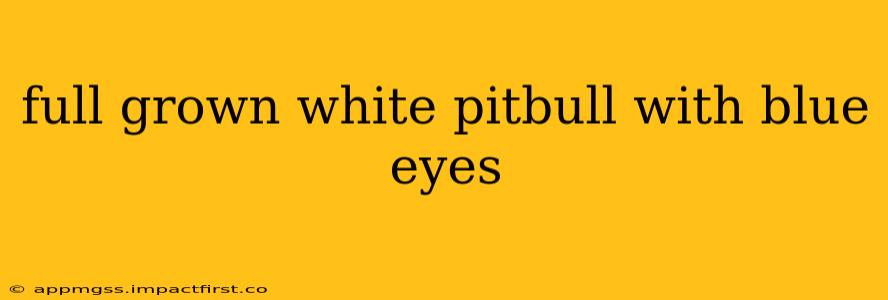 full grown white pitbull with blue eyes
