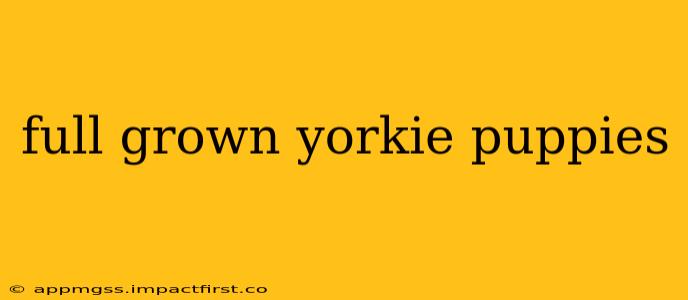 full grown yorkie puppies