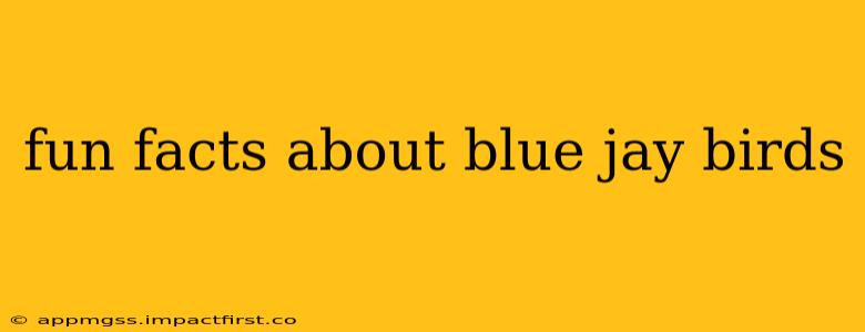 fun facts about blue jay birds