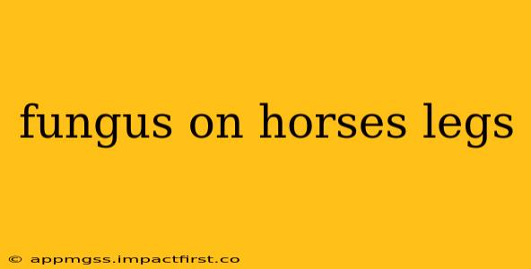 fungus on horses legs