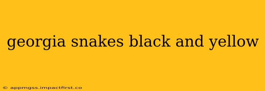 georgia snakes black and yellow