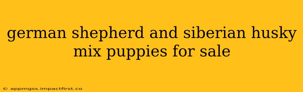 german shepherd and siberian husky mix puppies for sale