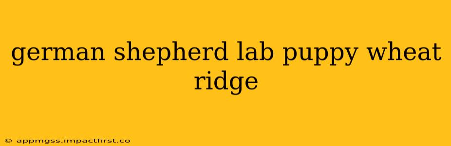 german shepherd lab puppy wheat ridge