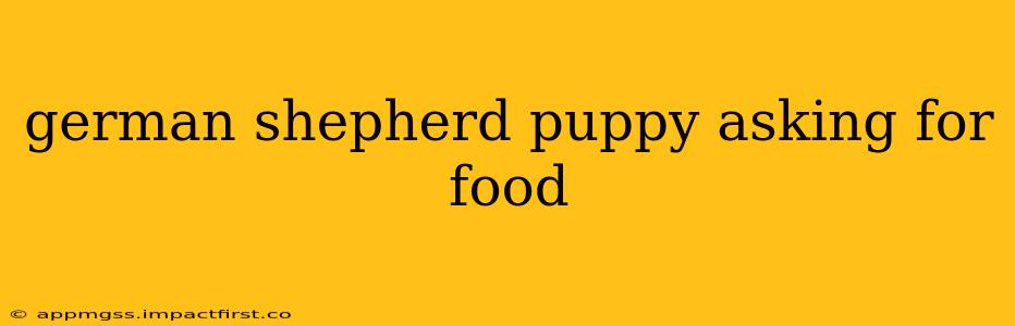 german shepherd puppy asking for food