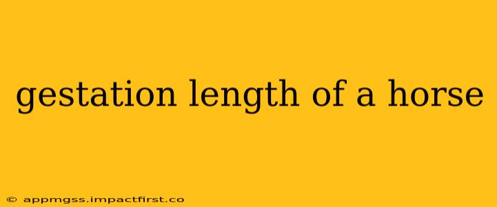 gestation length of a horse