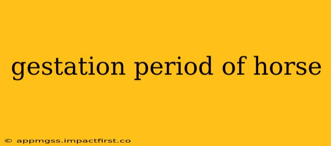 gestation period of horse