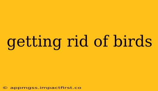 getting rid of birds