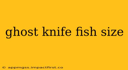 ghost knife fish size