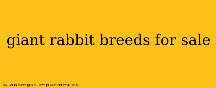 giant rabbit breeds for sale