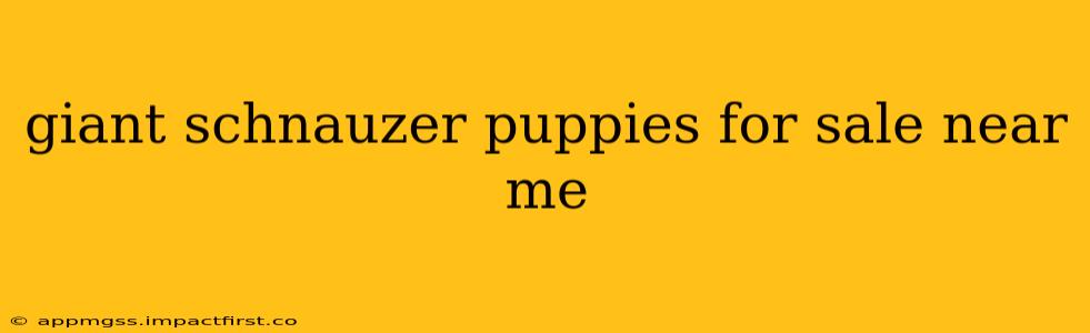 giant schnauzer puppies for sale near me