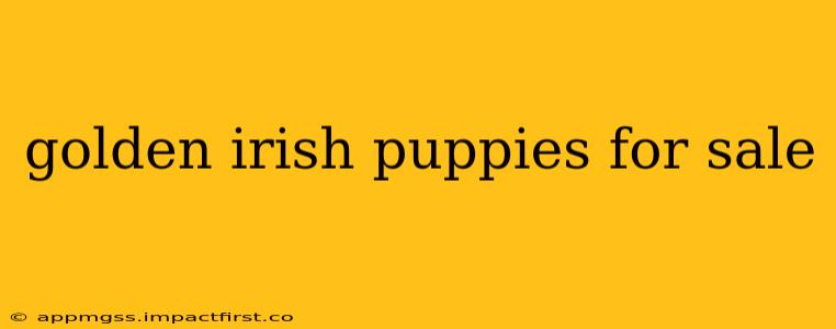 golden irish puppies for sale