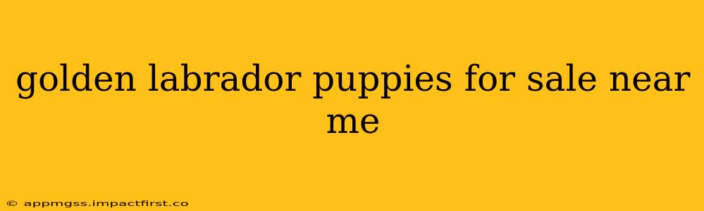 golden labrador puppies for sale near me