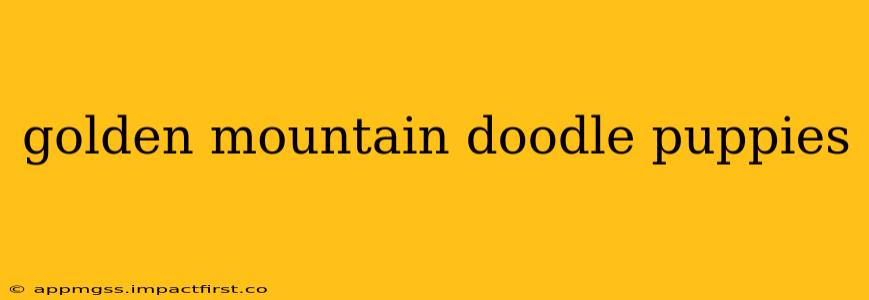golden mountain doodle puppies