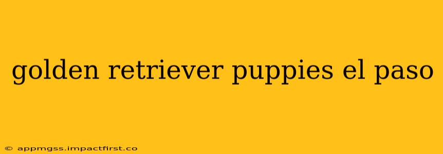 golden retriever puppies el paso
