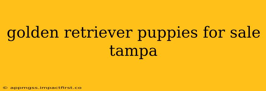 golden retriever puppies for sale tampa