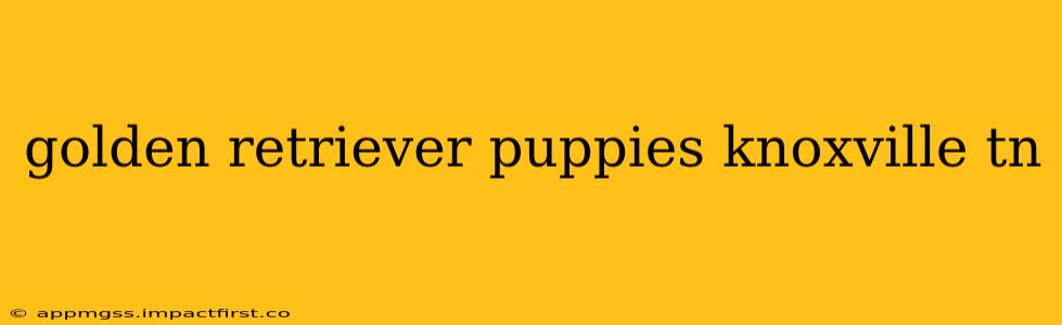 golden retriever puppies knoxville tn