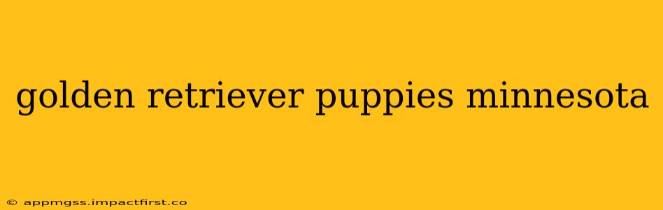golden retriever puppies minnesota