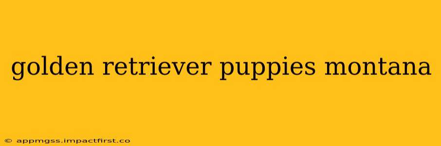 golden retriever puppies montana