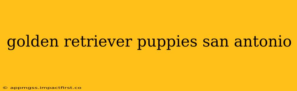 golden retriever puppies san antonio