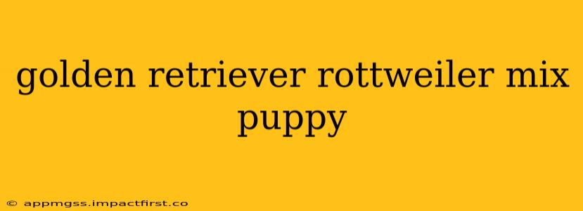 golden retriever rottweiler mix puppy