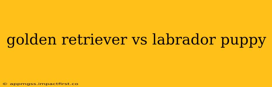 golden retriever vs labrador puppy
