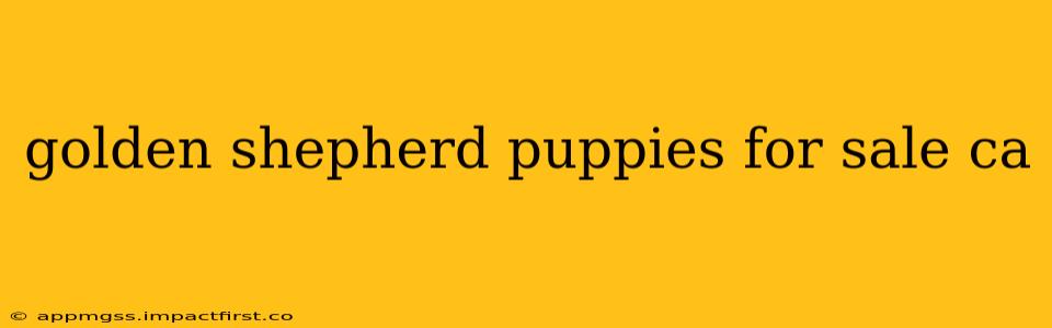 golden shepherd puppies for sale ca