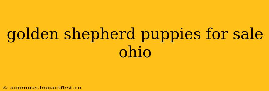 golden shepherd puppies for sale ohio