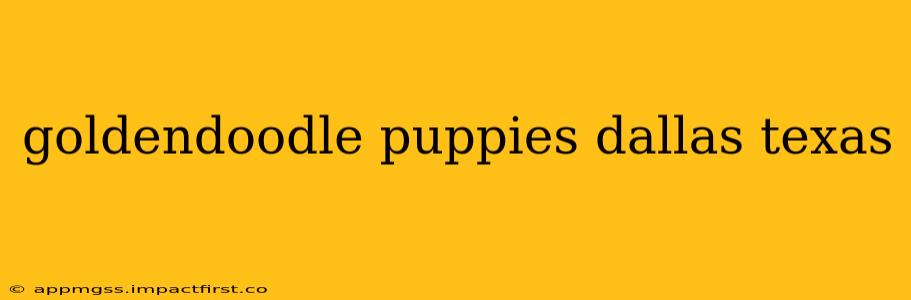 goldendoodle puppies dallas texas
