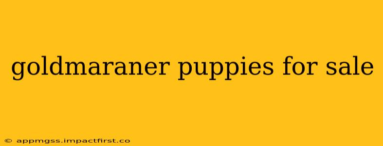 goldmaraner puppies for sale