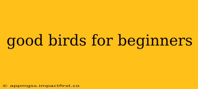 good birds for beginners