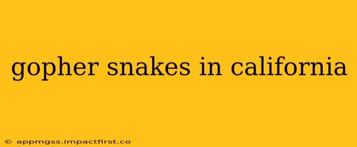 gopher snakes in california