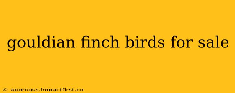 gouldian finch birds for sale