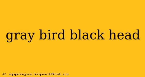 gray bird black head