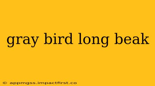 gray bird long beak