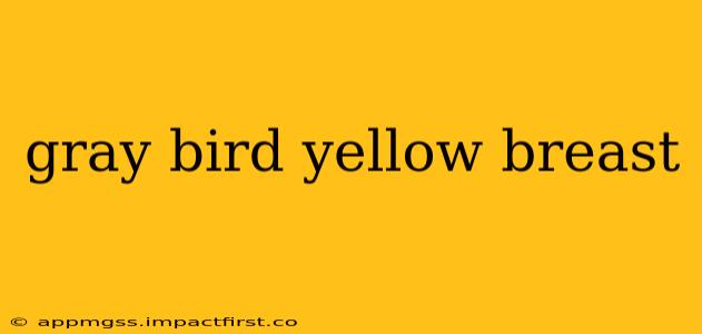 gray bird yellow breast