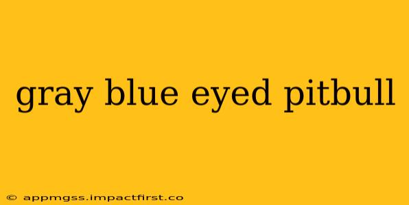gray blue eyed pitbull