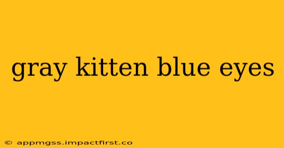 gray kitten blue eyes