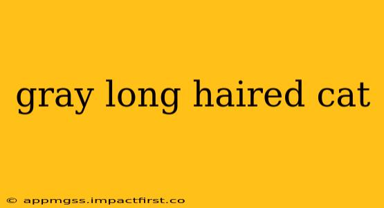 gray long haired cat