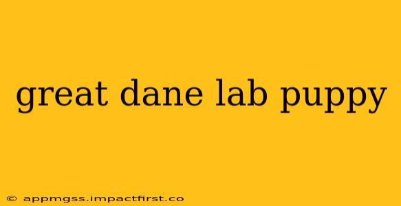 great dane lab puppy