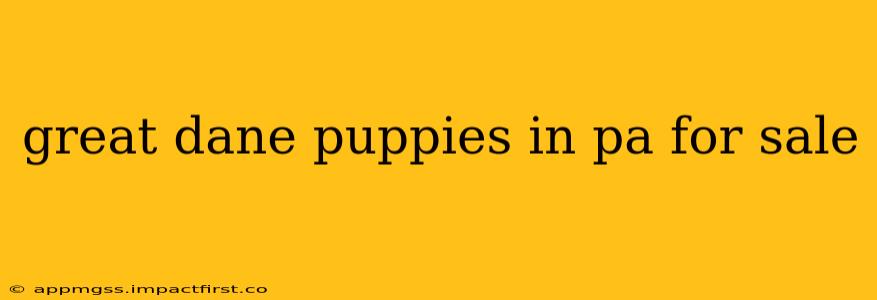 great dane puppies in pa for sale