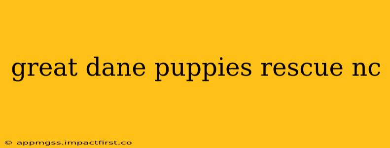 great dane puppies rescue nc