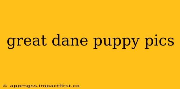 great dane puppy pics