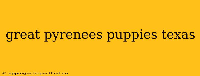 great pyrenees puppies texas
